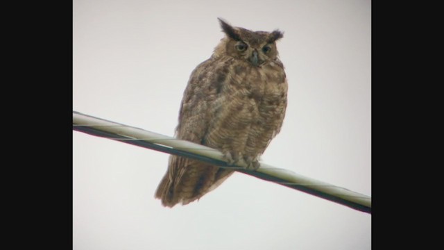 Great Horned Owl - ML275253711
