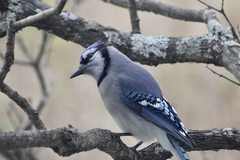 Blue Jay - eBird