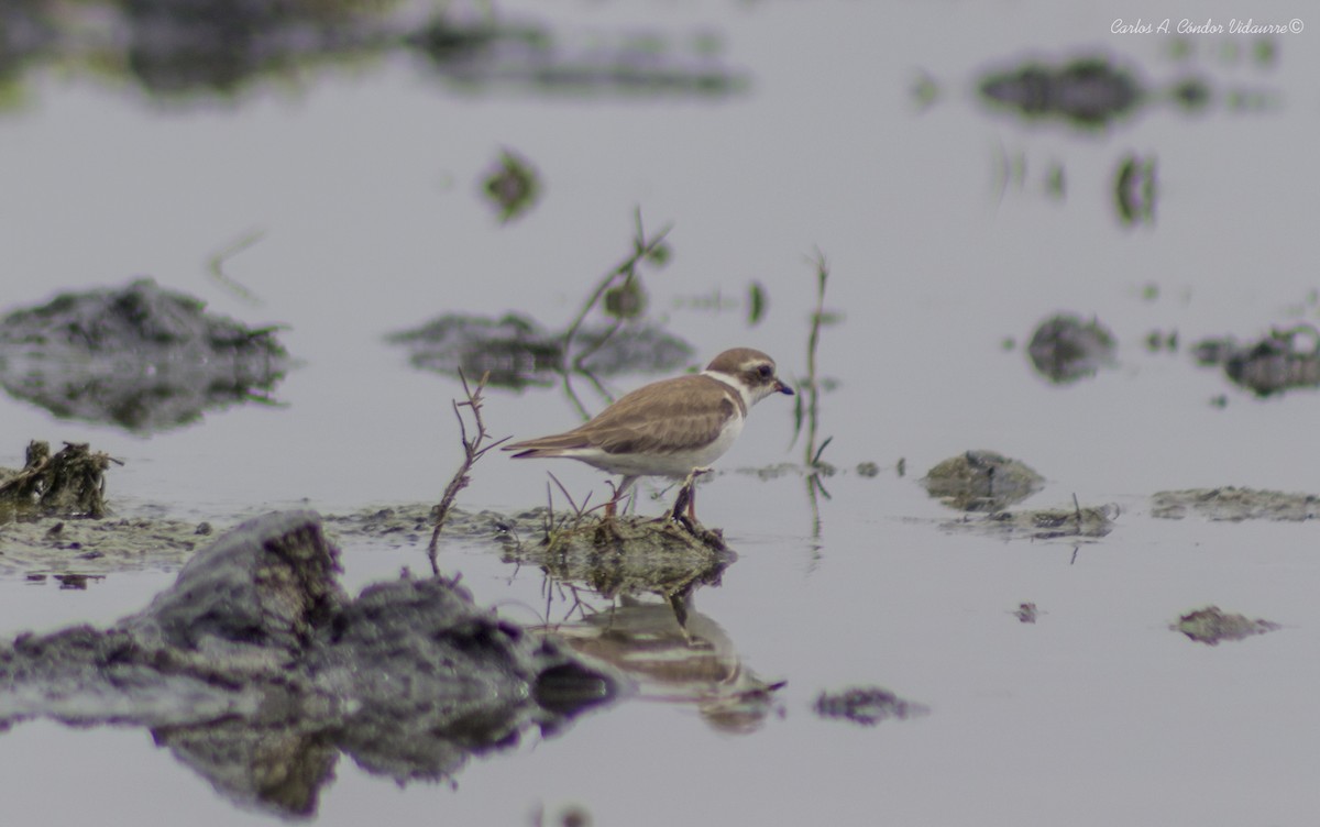 Semipalmated Plover - ML275257791