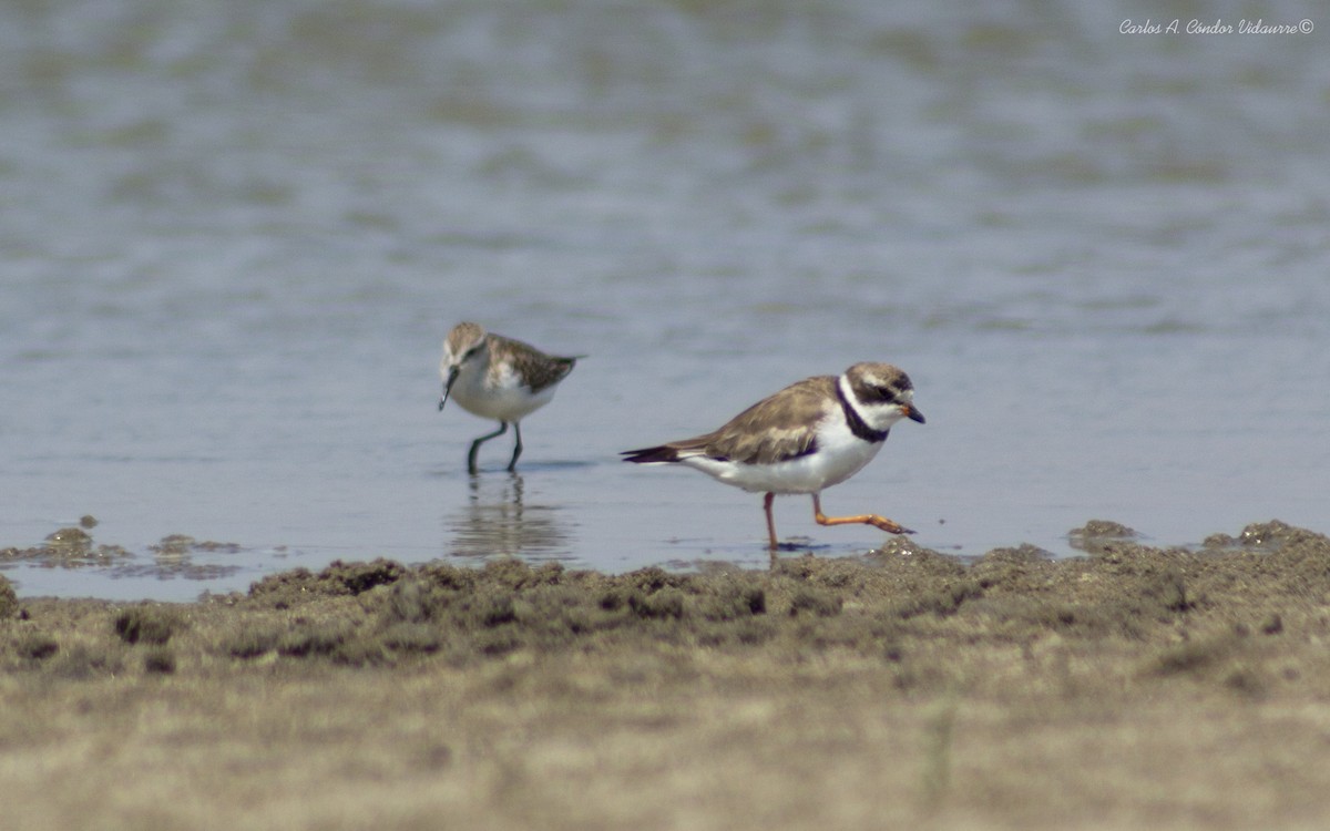 Semipalmated Plover - ML275257811