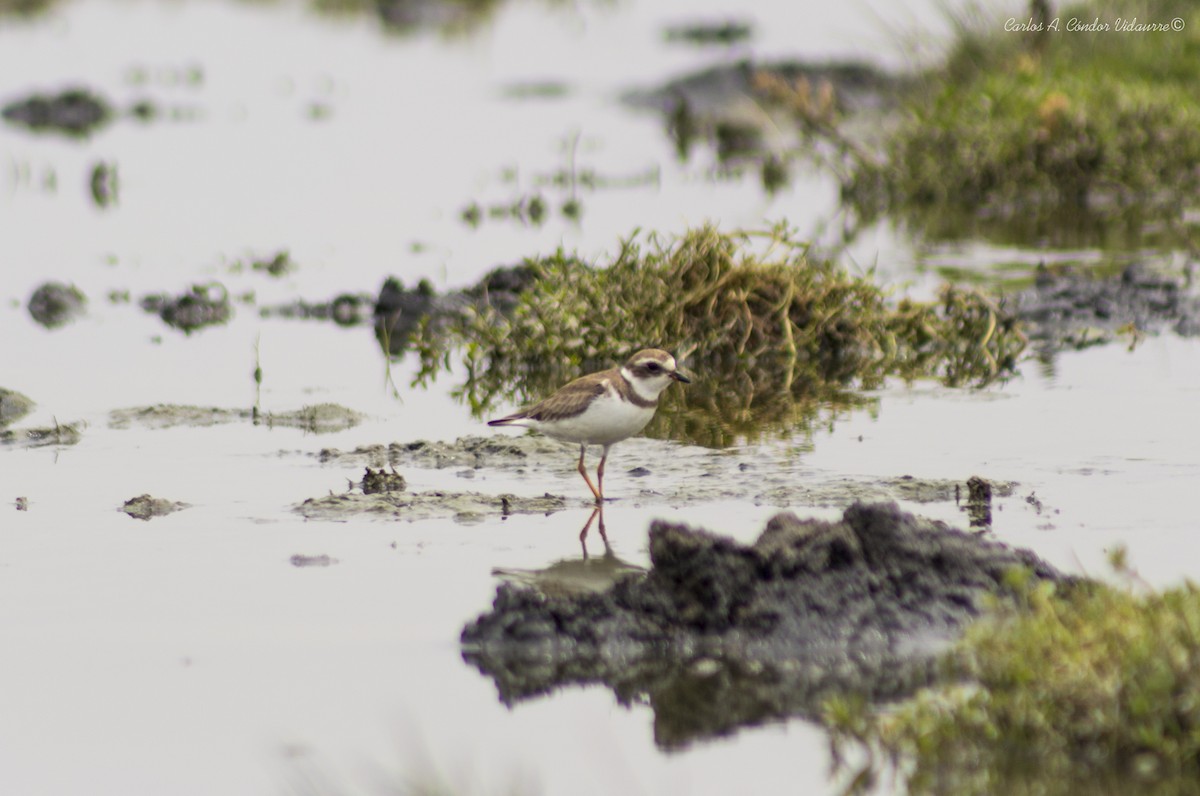 Semipalmated Plover - ML275257821