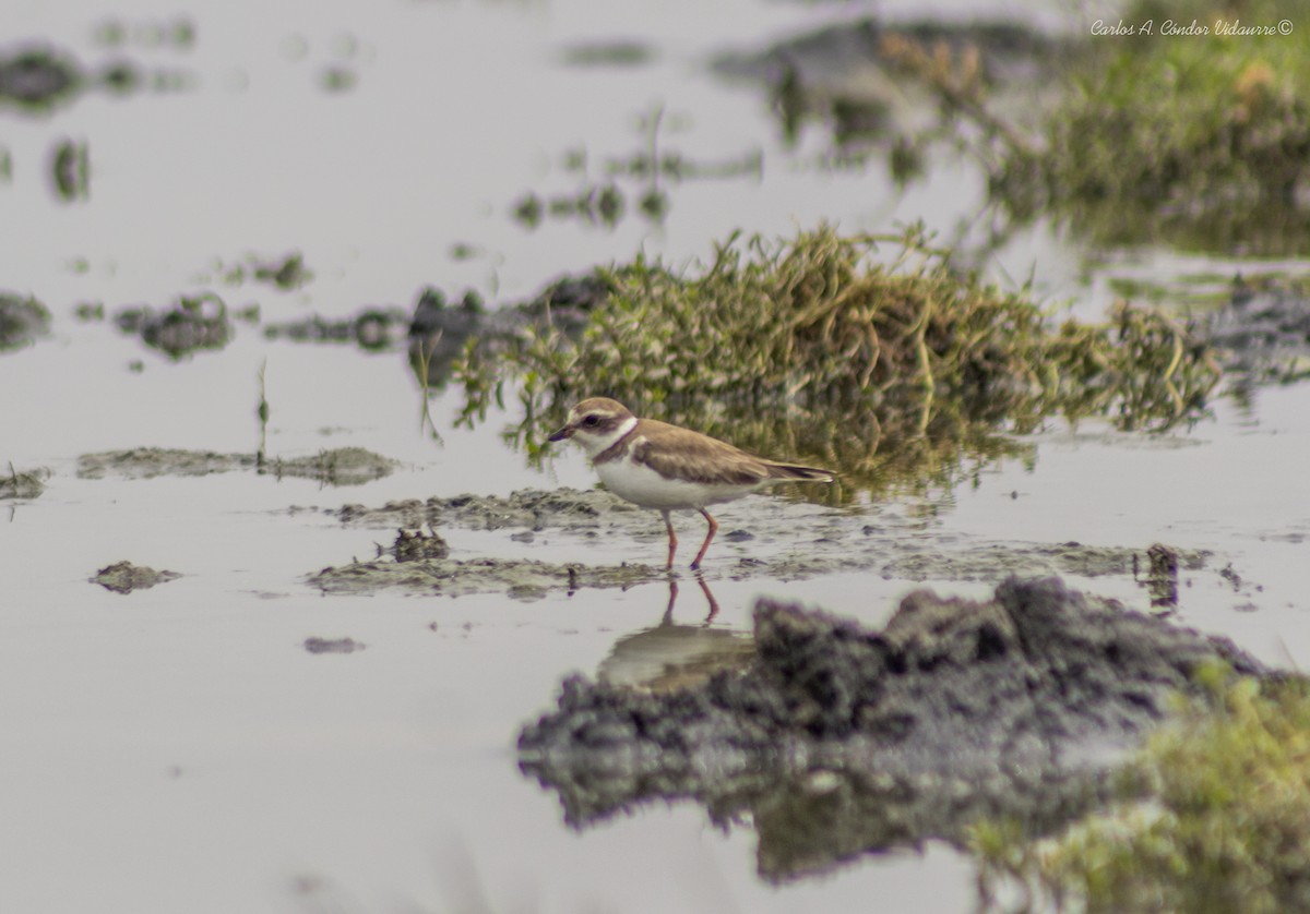 Semipalmated Plover - ML275258241