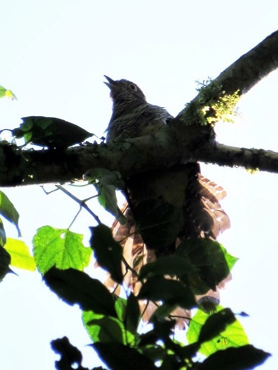 Dusky Long-tailed Cuckoo - ML275261391