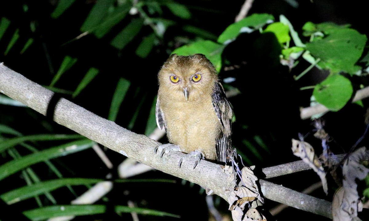 Philippine Scops-Owl - ML275261691