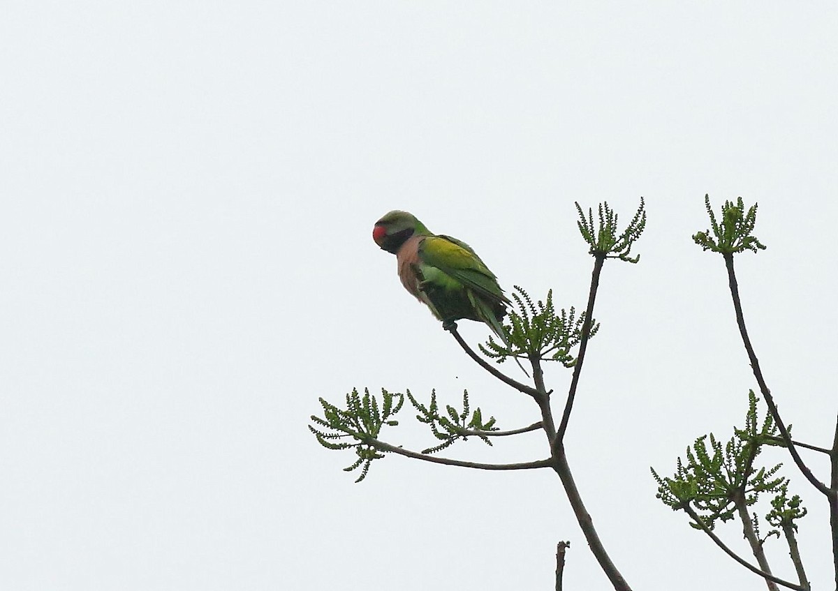 Red-breasted Parakeet - Albin Jacob