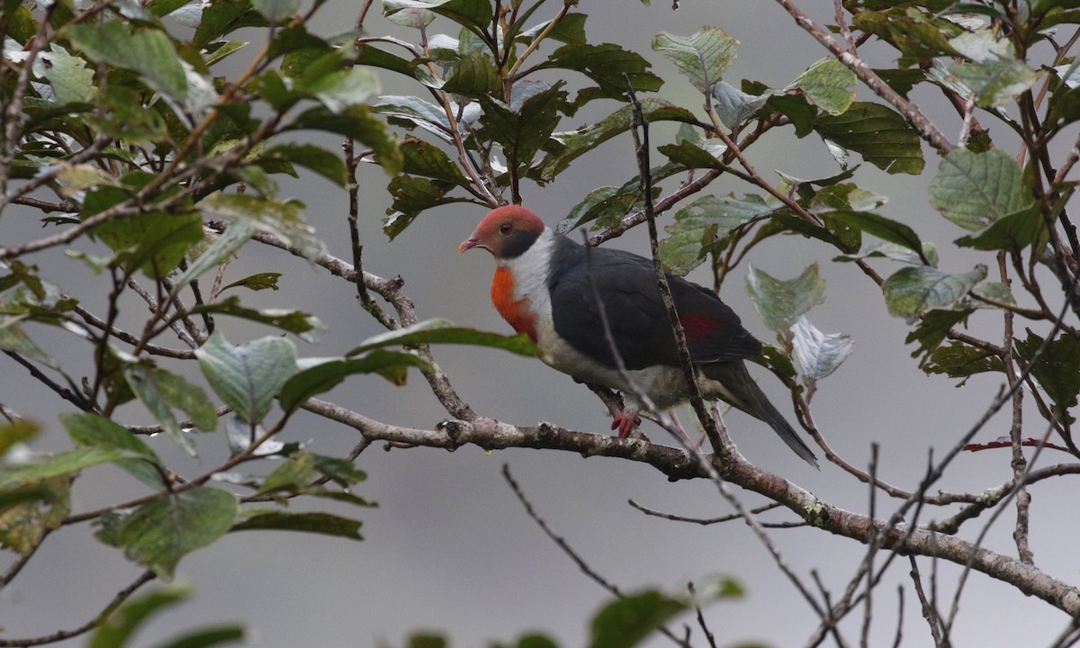 Flame-breasted Fruit-Dove - ML275269331