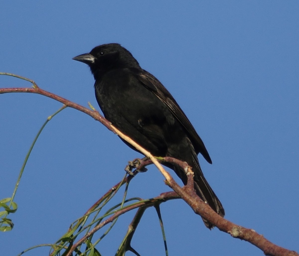 Bolivian Blackbird - Paul Bartlett