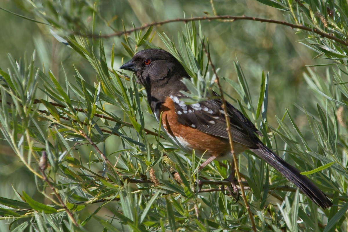 Spotted Towhee - ML27527561