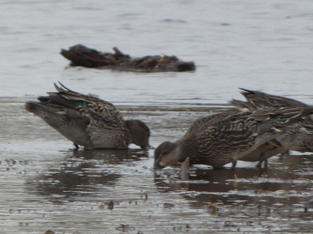 Green-winged Teal - ML275276791