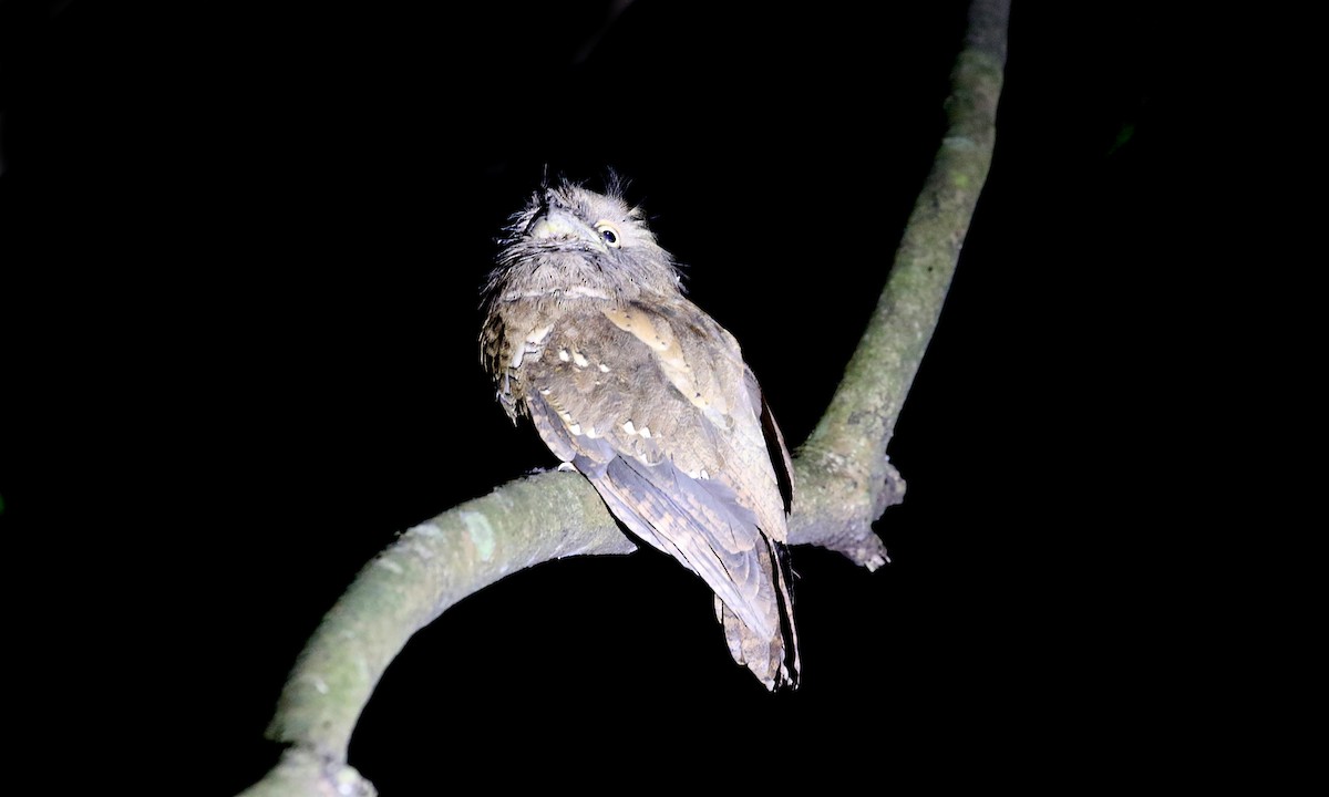 Philippine Frogmouth - ML275277161