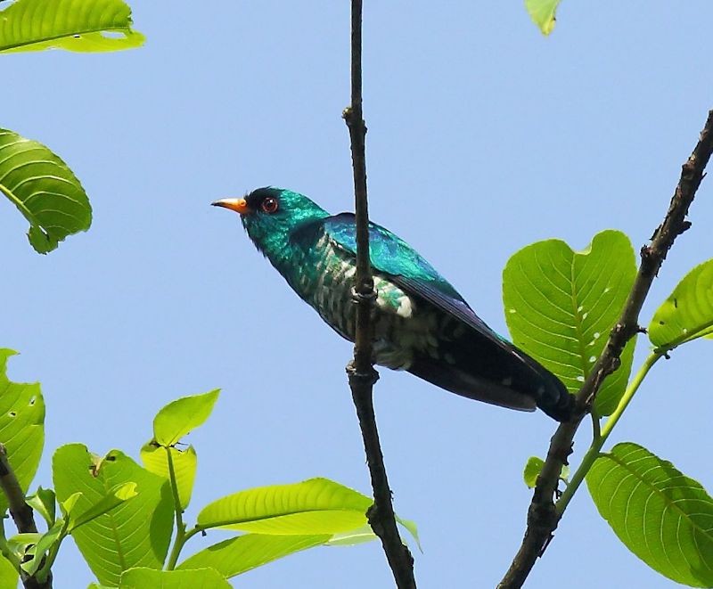 Asian Emerald Cuckoo - Albin Jacob