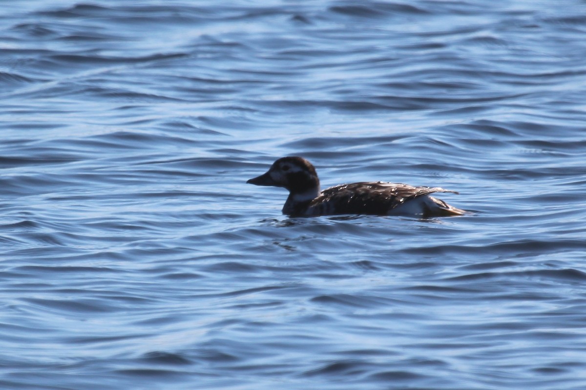Long-tailed Duck - ML27528061
