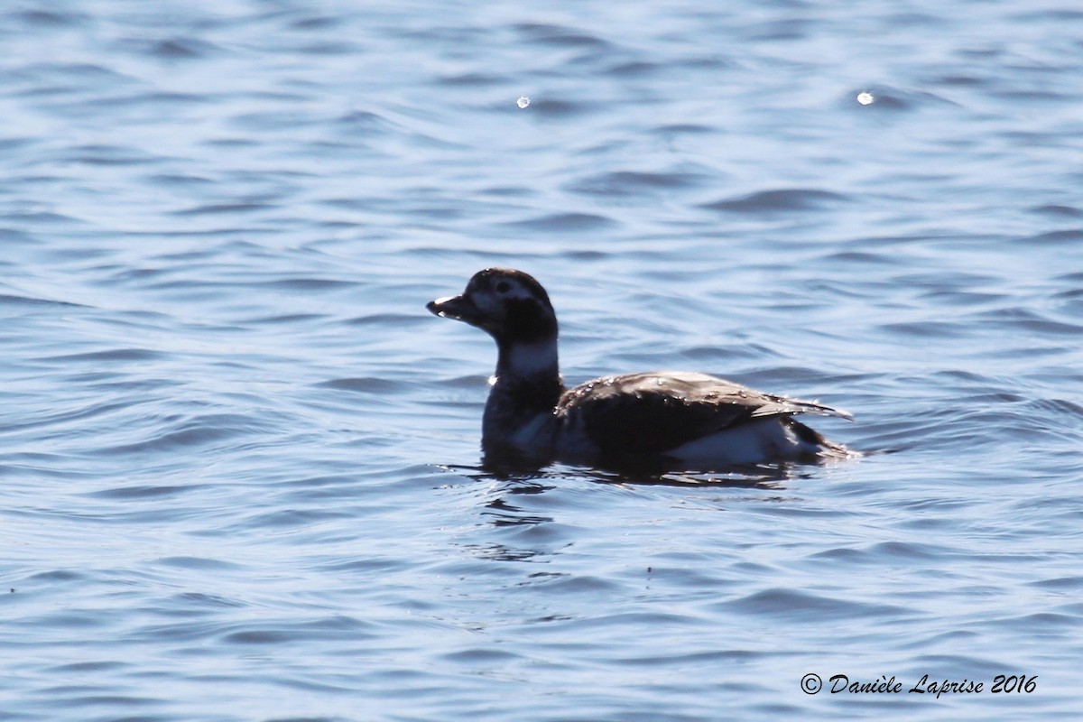 Long-tailed Duck - ML27528071