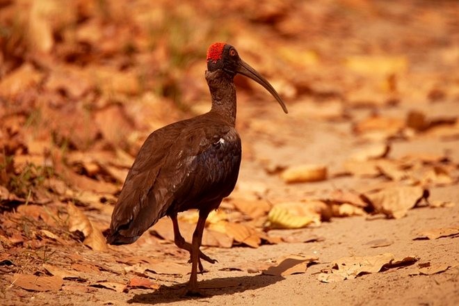 ibis bradavičnatý - ML275289031