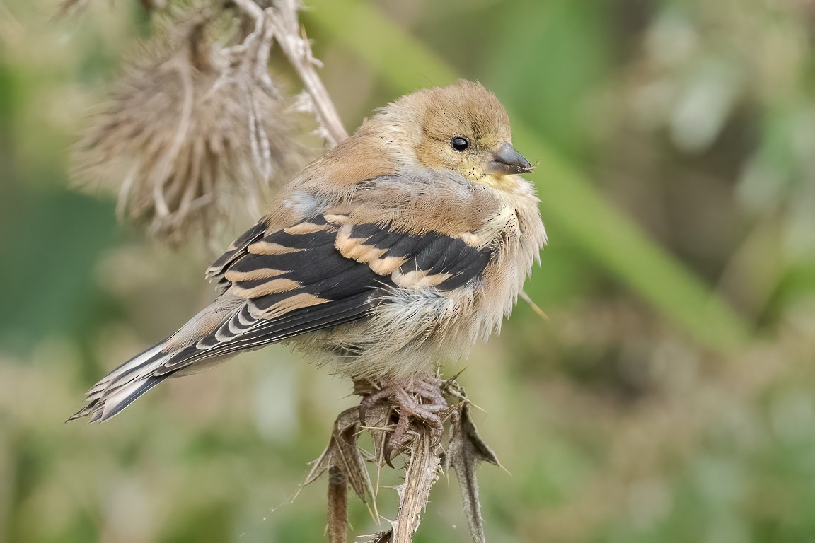 American Goldfinch - Andy Wilson