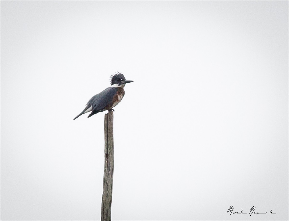 Belted Kingfisher - ML275290881