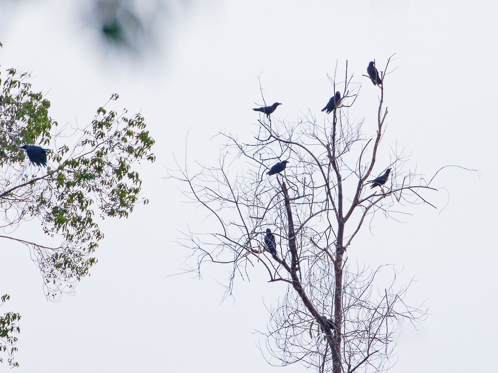Banggai Crow - Andy Walker - Birding Ecotours