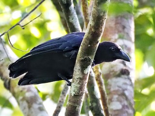  - Banggai Crow
