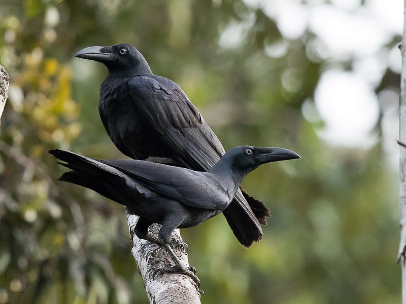 Long-billed Crow - Frédéric PELSY