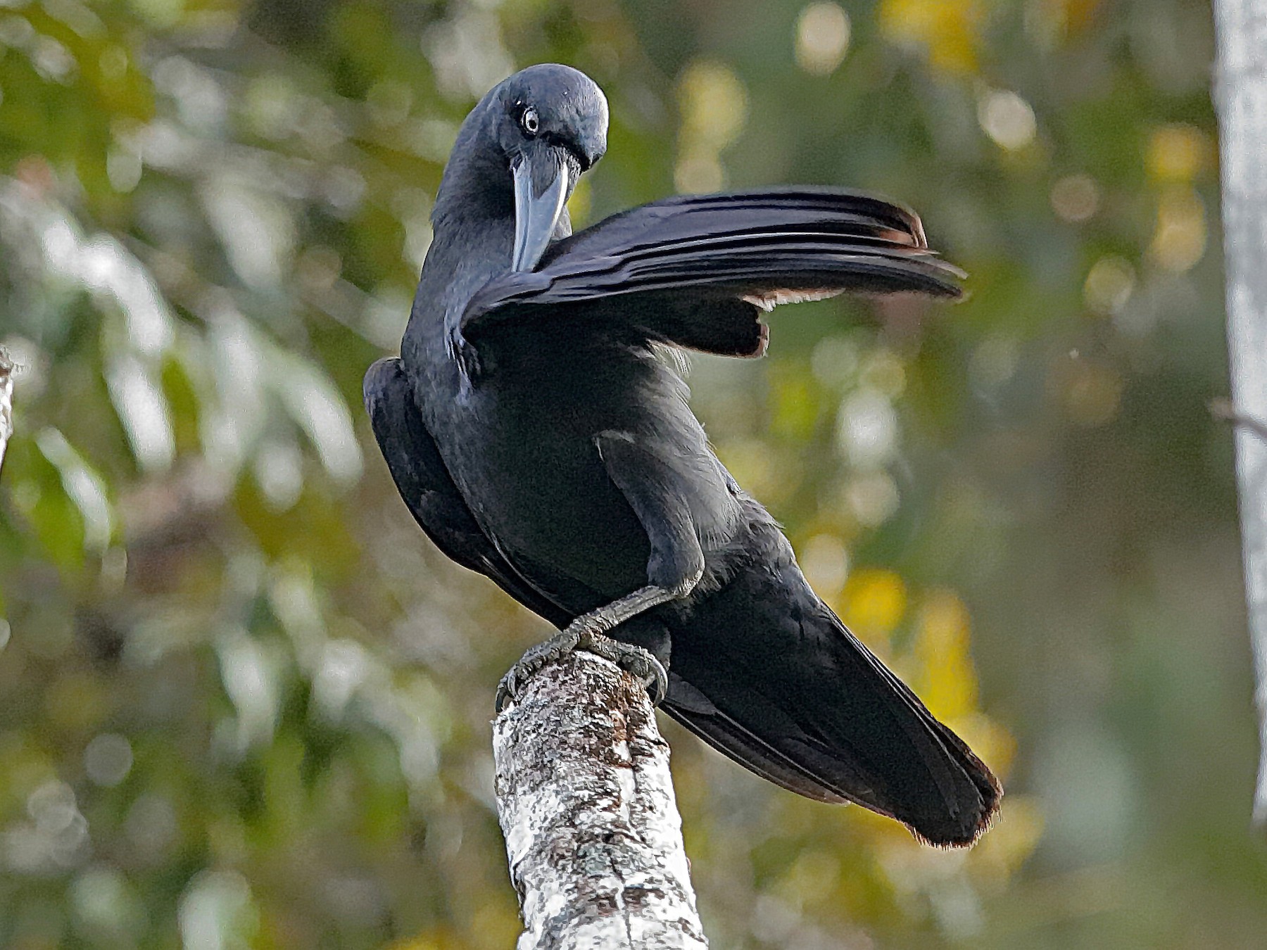 Long-billed Crow - Holger Teichmann