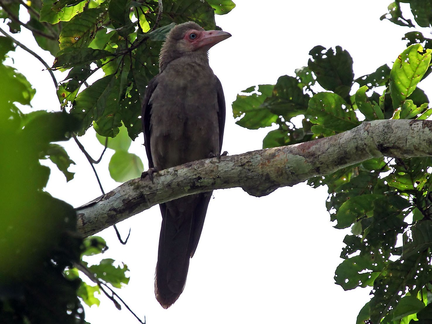Gray Crow - eBird