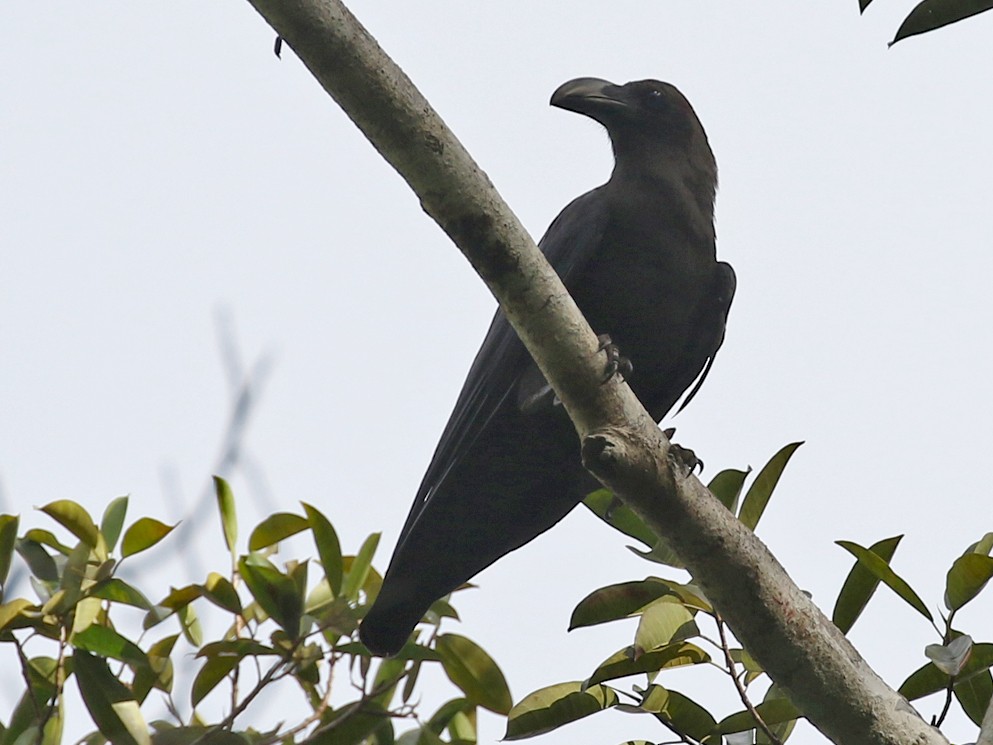 Brown-headed Crow - Charley Hesse TROPICAL BIRDING