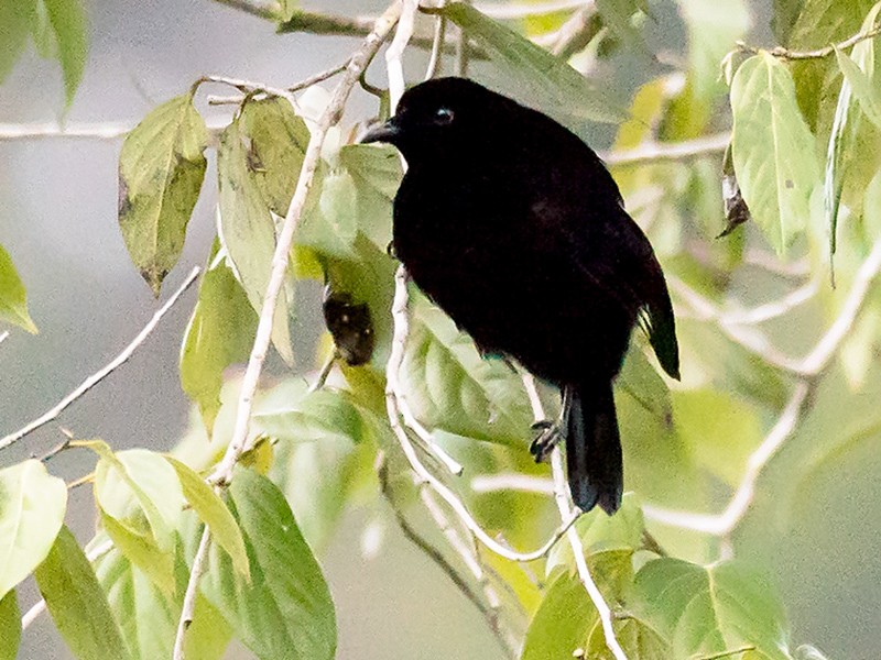 Loria's Satinbird - eBird