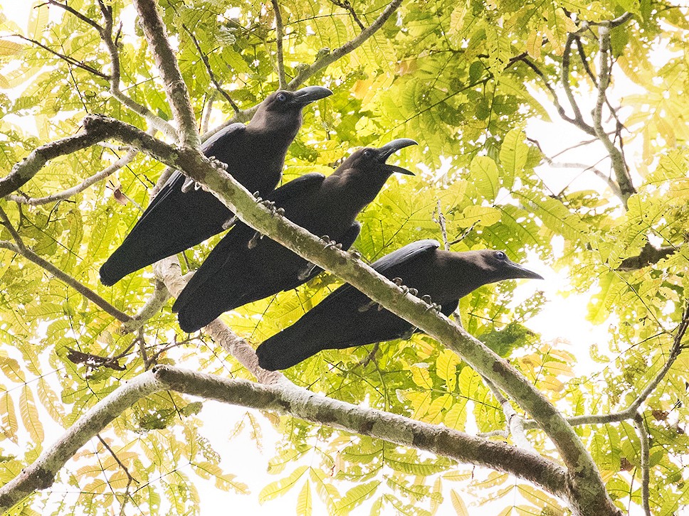 Brown-headed Crow - Tony Palliser