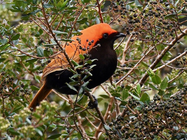 Male (Red) - Crested Satinbird - 