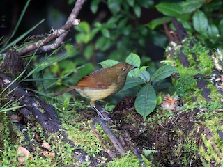 雌鳥 (Red) - Phil Gregory | Sicklebill Safaris | www.birder.travel - ML275295141