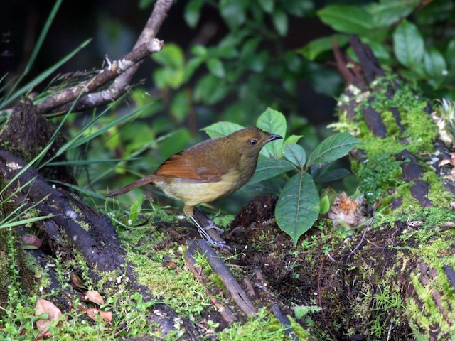 Female (Red) - Crested Satinbird (Red) - 