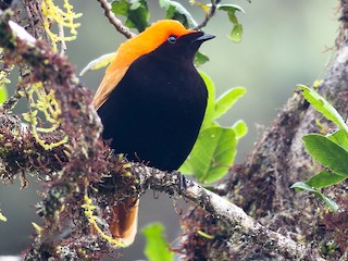 Male (Red) - Wilbur Goh - ML275295231