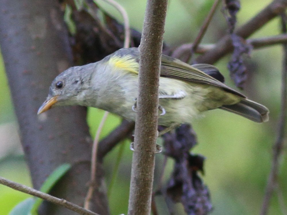 Obscure Berrypecker - eBird