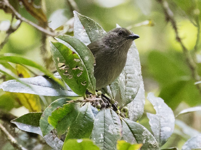 Mid-mountain Berrypecker - Tony Palliser