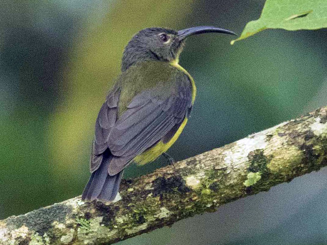 Yellow-bellied Longbill - Eric VanderWerf