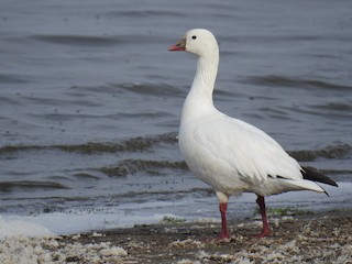Ross's Goose, ML27529841