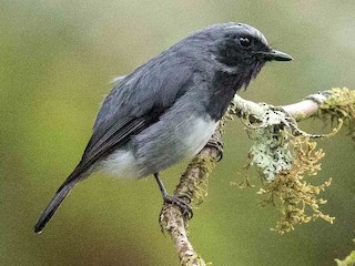  - Black-throated Robin