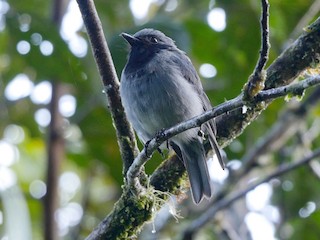  - Black-throated Robin