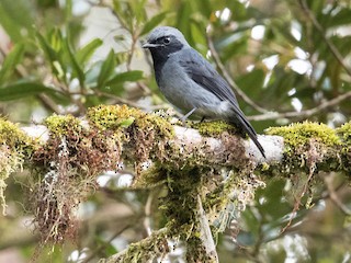  - Black-throated Robin