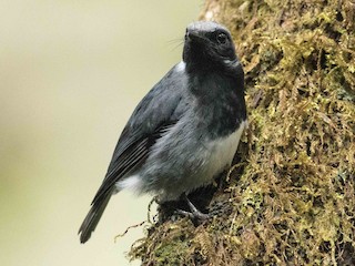  - Black-throated Robin