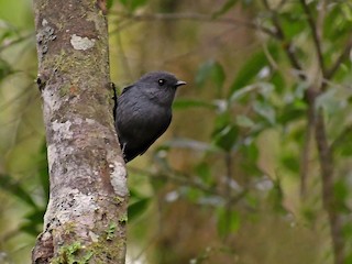 Smoky Robin - eBird