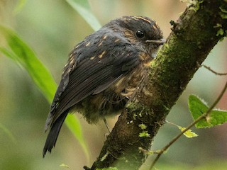 Молодая птица - Eric VanderWerf - ML275301531