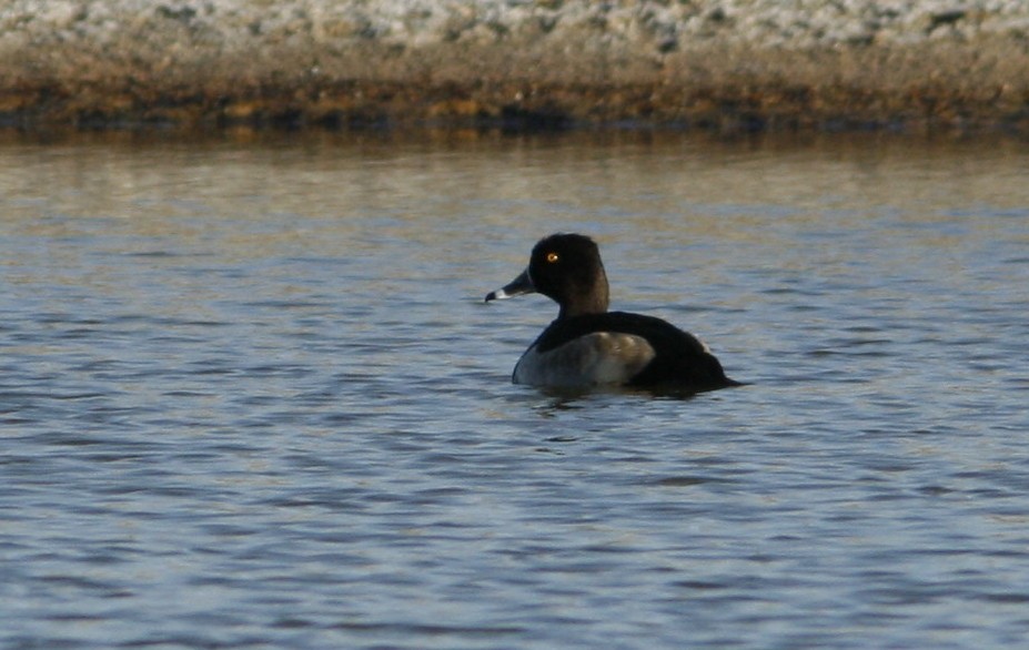Ring-necked Duck - ML275301981