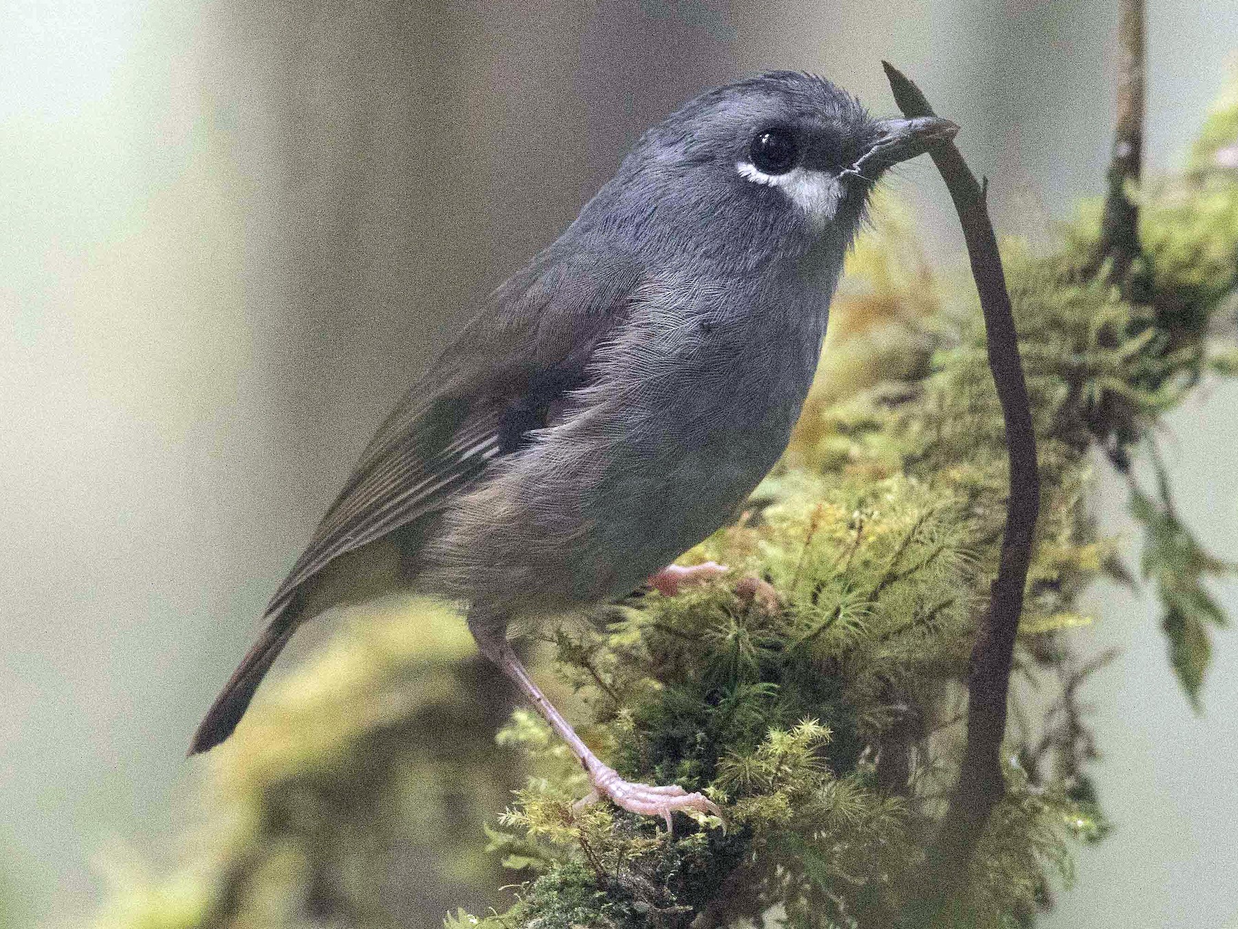 Ashy Robin - eBird