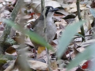 Papuan Scrub-Robin - eBird