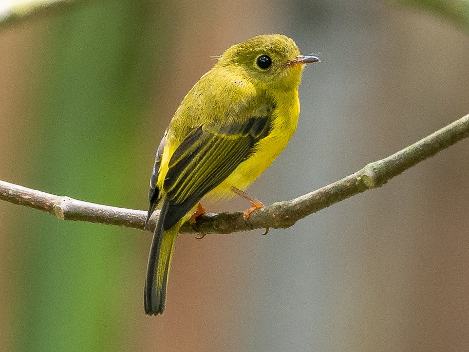 Citrine Canary-Flycatcher - Forest Jarvis