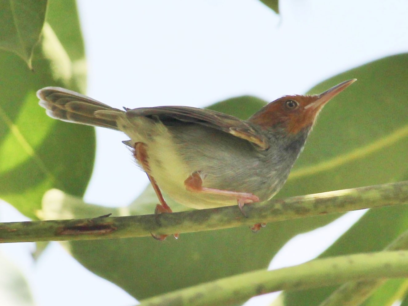 Olive-backed Tailorbird - Bruno Durand