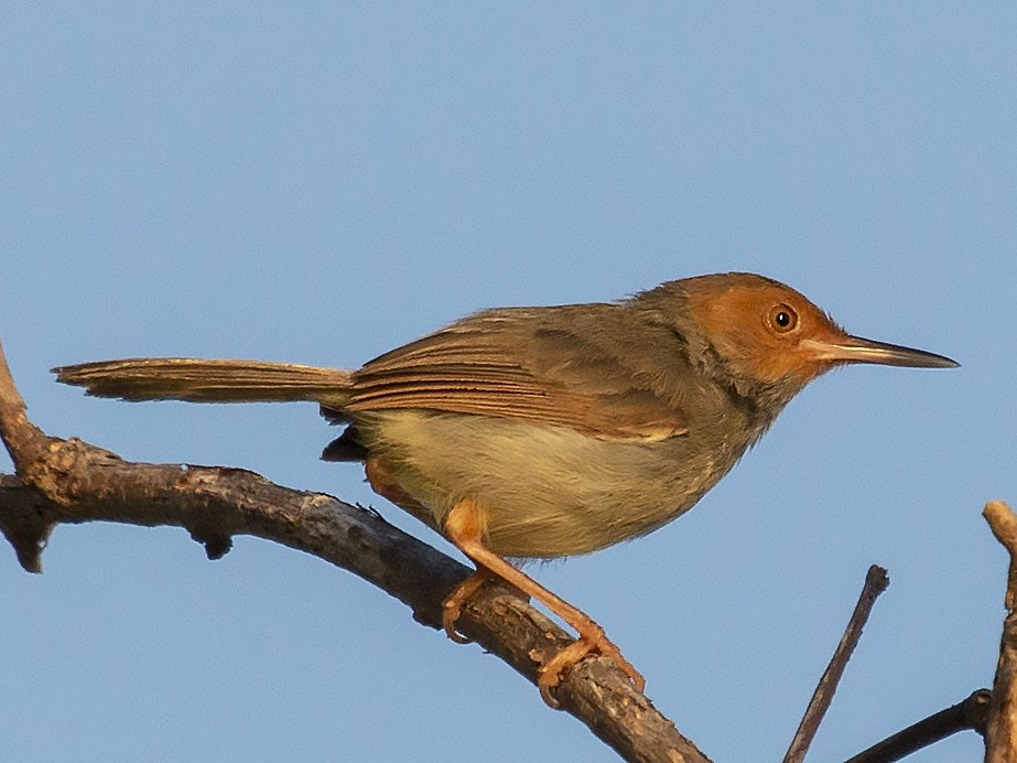 Olive-backed Tailorbird - Bent Rønsholdt