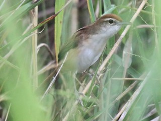  - Fly River Grassbird