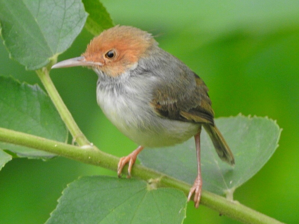 Olive-backed Tailorbird - Yasin Chumaedi